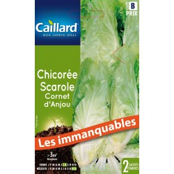 Graines Chicoree scarole...