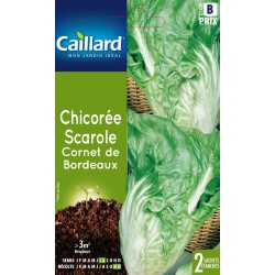Graines Chicoree scarole...
