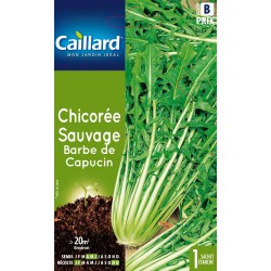Graines Chicoree sauvage...