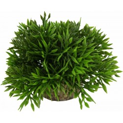 Bambou Vert LABÉO