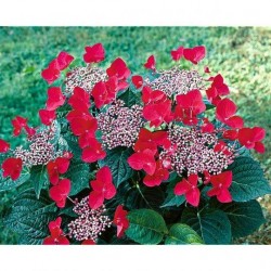 Hortensia macrophylla C3L
