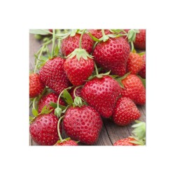 Fraisier mara bois RM-B6
