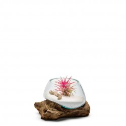 Terra vivant amazonia...