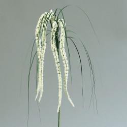 Tige Amaranthus  Crème H70
