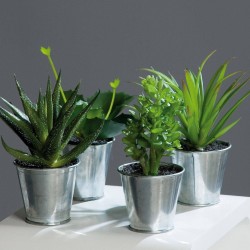 Agave-Succulente Pot Zinc   