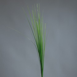 Branche Isolepsis  Vert H70