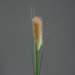 Herbe De La Pampa Plumeau...