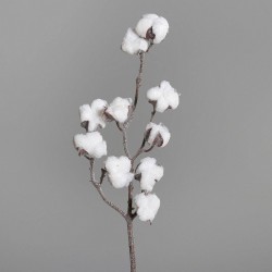 Tige Coton Scintillant   H50