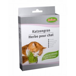 Herbe à chat à faire...