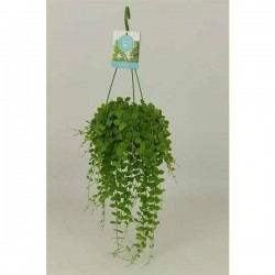 DISCHIDIA nummularia H45...