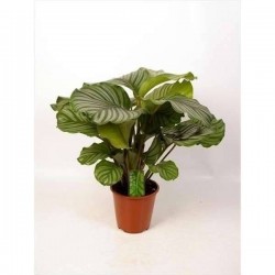 CALATHEA orbifolia H75 P19