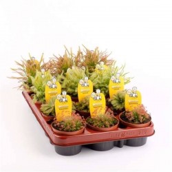 DROSERA H15 P8.5