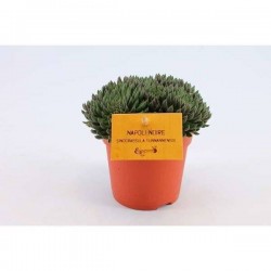 Sinocrassula yunnanensis...