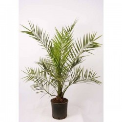 PHOENIX canariensis H130 P22