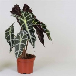 ALOCASIA polly H35 P12