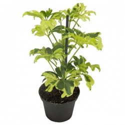 SCHEFFLERA jeanine H20 P8