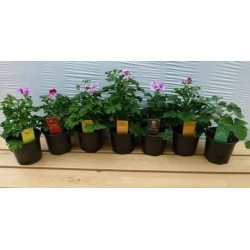 GERANIUM odorant H20 P10.5