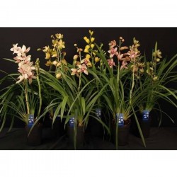 CYMBIDIUM 2TG H80 P14