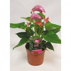 ANTHURIUM joli H45 P12