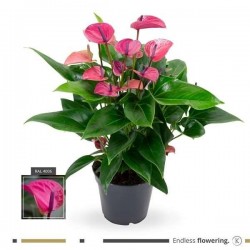 ANTHURIUM multi Flora Mauve...