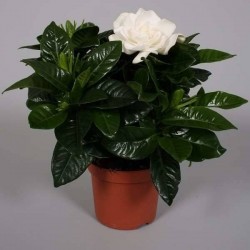 GARDENIA H15 P9