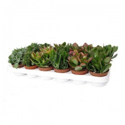 CRASSULA H15 P8.5