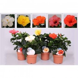 HIBISCUS sunny H30 P13