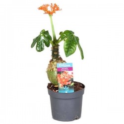 JATROPHA podagrica H25 P13