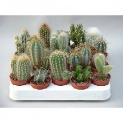 CACTUS H14 P5.5