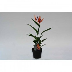 STRELITZEA +flr Artif H50 P13