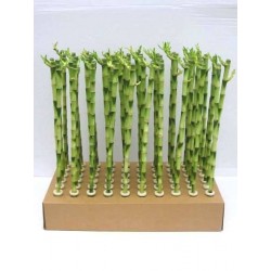 Lucky Bamboo H50