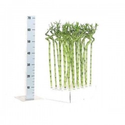 LUCKY bamboo SPIR H60