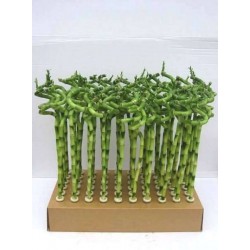 Lucky Bamboo H50