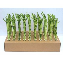 Lucky Bamboo H30