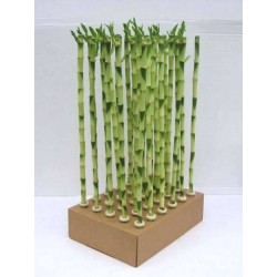 Lucky Bamboo H60