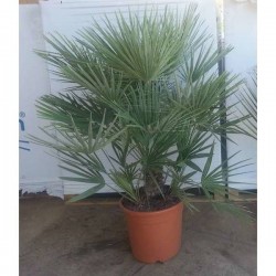 Chamaerops humilis...