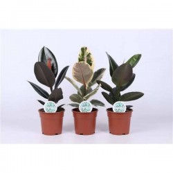 FICUS elastica H55 P17