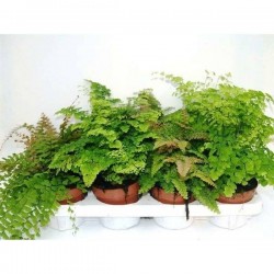 ADIANTUM H30 P12