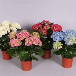 HORTENSIA 5/7FLR H35 P13