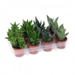 ALOE H20 P8.5