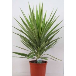 YUCCA elephantipes Jewel...