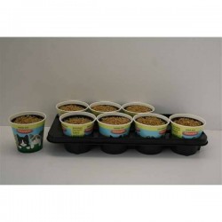 HERBE a Chat H15 P12-DECO