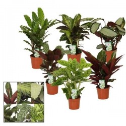 CALATHEA H45 P12