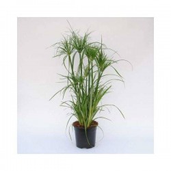 CYPERUS papyrus H70 P19