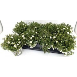 Arenaria montana summer...