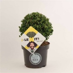 ILEX crenata Dark Green...