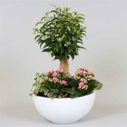 Composition ficus kalanchoe...