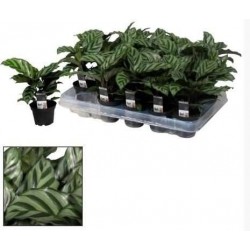 CALATHEA freddie H20 P7