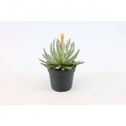 SENECIO scaposus H15 P10.5