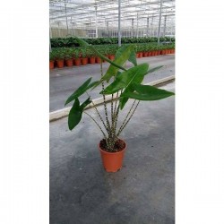 ALOCASIA zebrina H75 P19